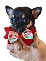 Romeo , a male Chihuahua for sale in Red Rock, AZ – Photo 5 of 5