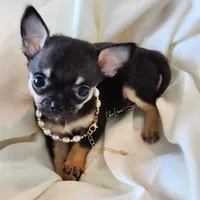 Romeo *ON HOLD*, a male Chihuahua for sale in Red Rock, AZ – Photo 2 of 6