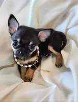 Romeo , a male Chihuahua for sale in Red Rock, AZ – Photo 1 of 5