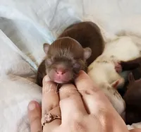 Ace, a male Chihuahua for sale in Red Rock, AZ – Photo 4 of 5