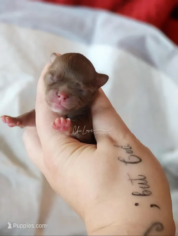 Ace – Chihuahua puppy for sale in Red Rock, AZ