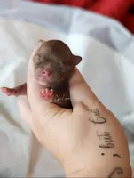 Ace, a male Chihuahua for sale in Red Rock, AZ – Photo 1 of 5