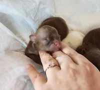 Ace, a male Chihuahua for sale in Red Rock, AZ – Photo 2 of 5