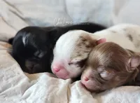 Axel , a male Chihuahua for sale in Red Rock, AZ – Photo 5 of 6