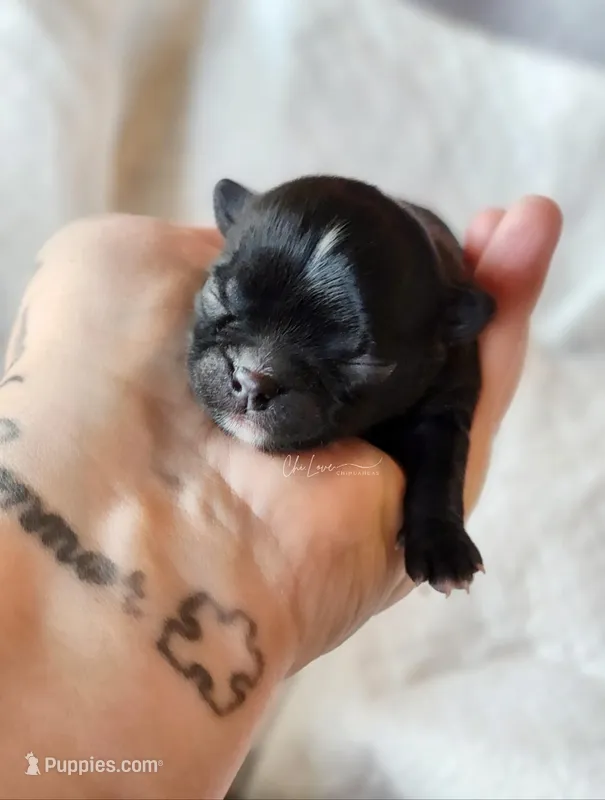 Axel  – Chihuahua puppy for sale in Red Rock, AZ