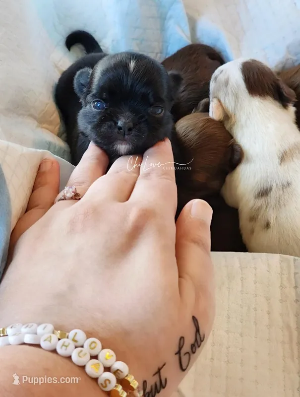 Axel  – Chihuahua puppy on hold in Red Rock, AZ