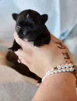 Axel , a male Chihuahua for sale in Red Rock, AZ – 8 of 9