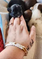 Axel , a male Chihuahua for sale in Red Rock, AZ – 9 of 9