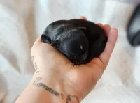 Axel , a male Chihuahua for sale in Red Rock, AZ – Photo 2 of 6