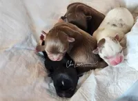 Axel , a male Chihuahua for sale in Red Rock, AZ – Photo 4 of 6