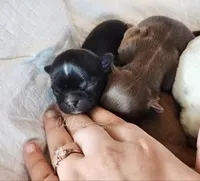 Axel , a male Chihuahua for sale in Red Rock, AZ – Photo 3 of 6