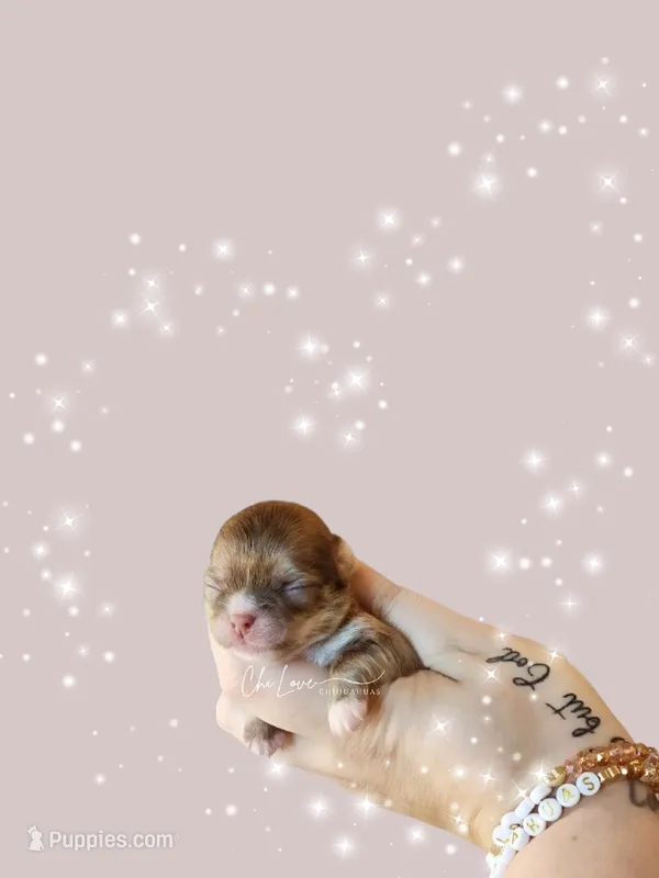 Elizabeth Swan  – Chihuahua puppy for sale in Red Rock, AZ