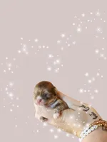 Elizabeth Swan , a female Chihuahua for sale in Red Rock, AZ – 1 of 2