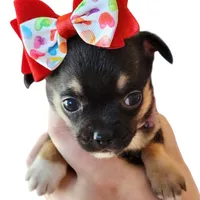 Amora, a female Chihuahua for sale in Red Rock, AZ – Photo 6 of 6