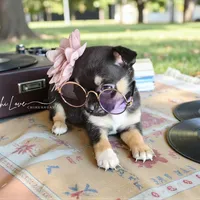 Amora, a female Chihuahua for sale in Red Rock, AZ – Photo 2 of 6