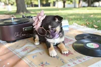 Amora, a female Chihuahua for sale in Red Rock, AZ – Photo 2 of 6