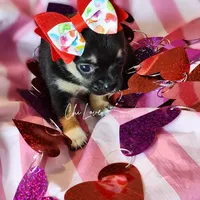 Amora, a female Chihuahua for sale in Red Rock, AZ – Photo 5 of 6