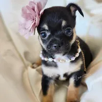 Amora, a female Chihuahua for sale in Red Rock, AZ – Photo 1 of 6