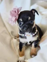 Amora, a female Chihuahua for sale in Red Rock, AZ – Photo 1 of 6