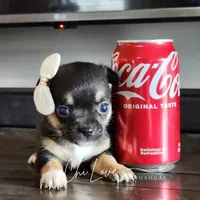 Amora, a female Chihuahua for sale in Red Rock, AZ – Photo 3 of 6