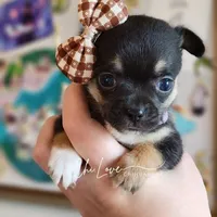 Amora, a female Chihuahua for sale in Red Rock, AZ – Photo 4 of 6