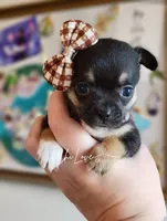 Amora, a female Chihuahua for sale in Red Rock, AZ – Photo 4 of 6