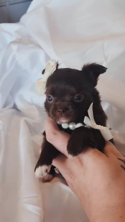 Avery , a female Chihuahua for sale in Red Rock, AZ – 10 of 10