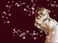 Elizabeth Swan , a female Chihuahua for sale in Red Rock, AZ – 3 of 5