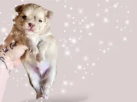 Will Turner , a male Chihuahua for sale in Red Rock, AZ – 2 of 4