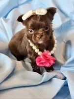 Avery , a female Chihuahua for sale in Red Rock, AZ – 4 of 10
