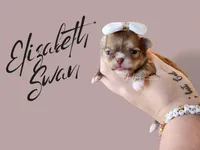 Elizabeth Swan , a female Chihuahua for sale in Red Rock, AZ – 2 of 2