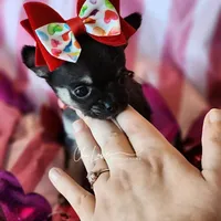 Rose , a female Chihuahua for sale in Red Rock, AZ – Photo 5 of 6