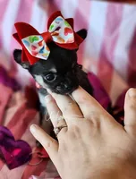 Rose , a female Chihuahua for sale in Red Rock, AZ – Photo 5 of 6