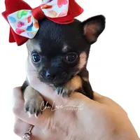 Rose , a female Chihuahua for sale in Red Rock, AZ – Photo 2 of 6