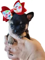 Rose , a female Chihuahua for sale in Red Rock, AZ – Photo 3 of 6