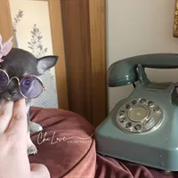 Rose , a female Chihuahua for sale in Red Rock, AZ – Photo 3 of 6