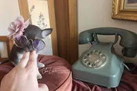 Rose , a female Chihuahua for sale in Red Rock, AZ – Photo 2 of 6