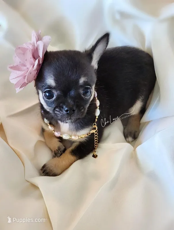Rose , a female Chihuahua for sale in Red Rock, AZ – Photo 1 of 6