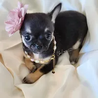 Rose , a female Chihuahua for sale in Red Rock, AZ – Photo 1 of 6