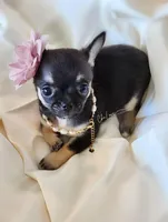 Rose , a female Chihuahua for sale in Red Rock, AZ – Photo 1 of 6