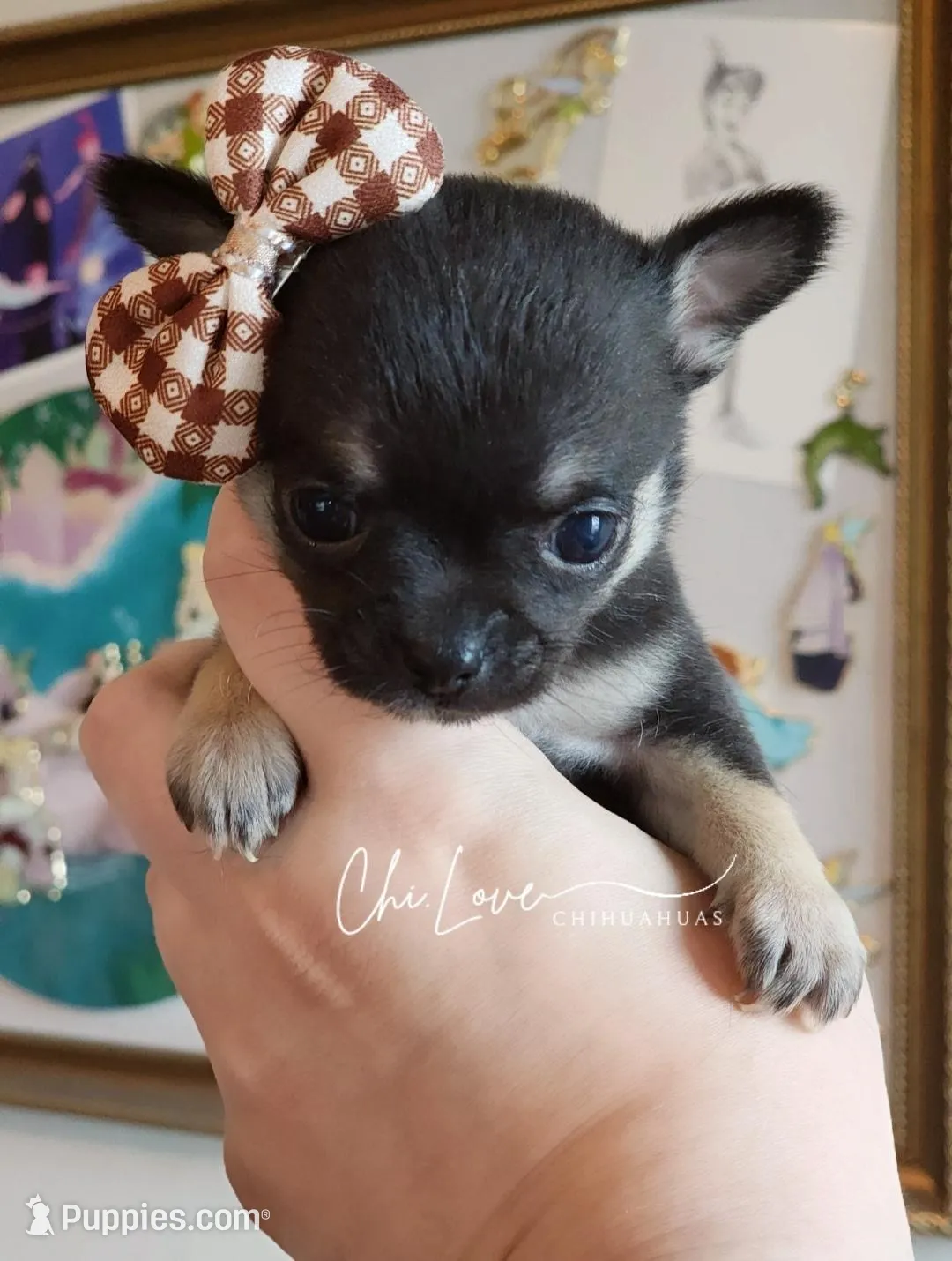 Rose – Chihuahua Puppy for Sale in Red Rock, AZ | Puppies.com