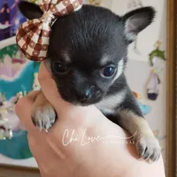 Rose , a female Chihuahua for sale in Red Rock, AZ – Photo 6 of 6