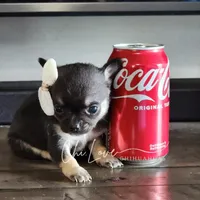 Rose , a female Chihuahua for sale in Red Rock, AZ – Photo 4 of 6