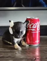 Rose , a female Chihuahua for sale in Red Rock, AZ – Photo 4 of 6