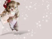 Elizabeth Swan , a female Chihuahua for sale in Red Rock, AZ – 2 of 5