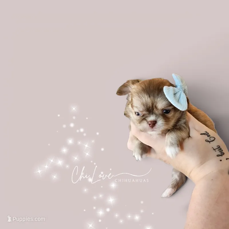 Elizabeth Swan  – Chihuahua puppy for sale in Red Rock, AZ