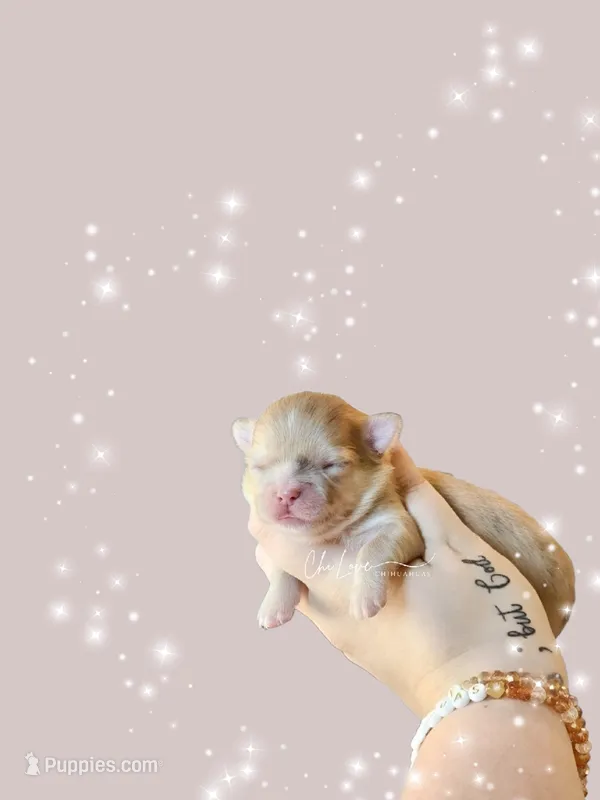 Will Turner  – Chihuahua puppy for sale in Red Rock, AZ