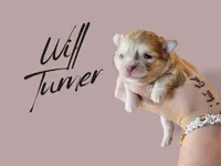 Will Turner , a male Chihuahua for sale in Red Rock, AZ – 2 of 2