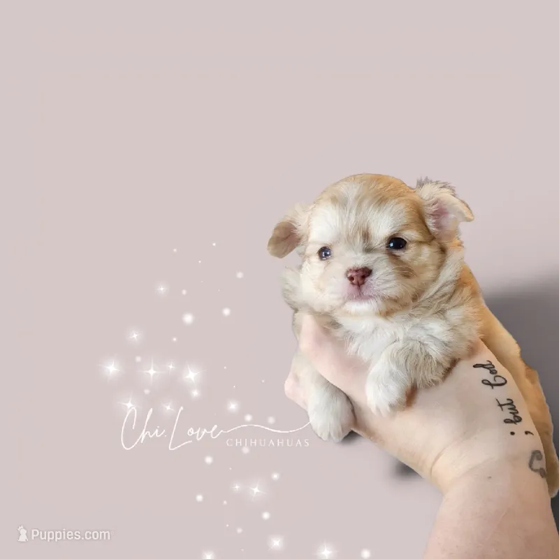Will Turner  – Chihuahua puppy for sale in Red Rock, AZ