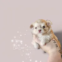Will Turner , a male Chihuahua for sale in Red Rock, AZ – 1 of 4